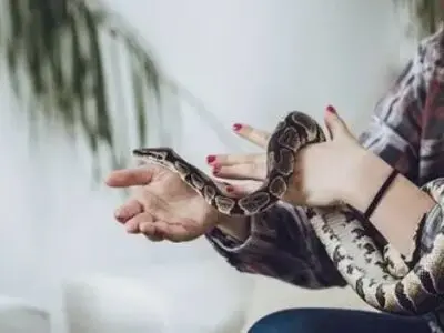 مار، جدیدترین حیوان خانگی مردم