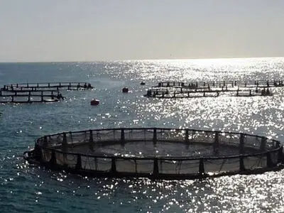 راهکار توسعه آبزی پروری در ایران پرورش ماهی در قفس است