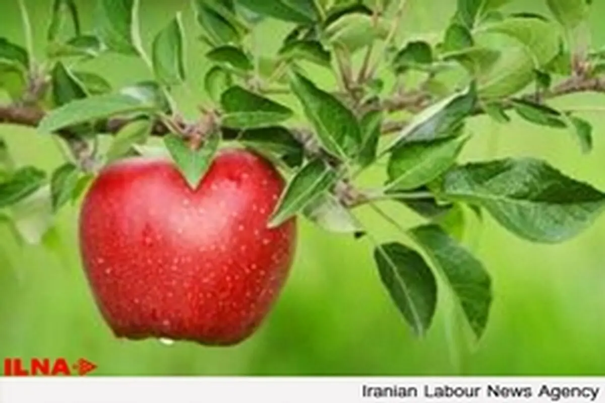 افزایش ۳۰ درصدی تولید سیب در سال جاری