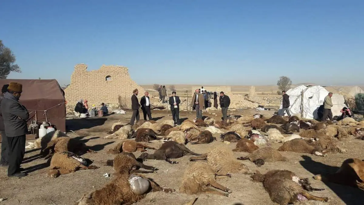 ۱۳۵۰ دام سبک و سنگین در زلزله آذربایجان‌شرقی تلف شد