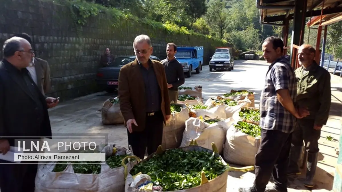دولت از اجرای آبیاری تحت فشار در باغات چای حمایت میکند