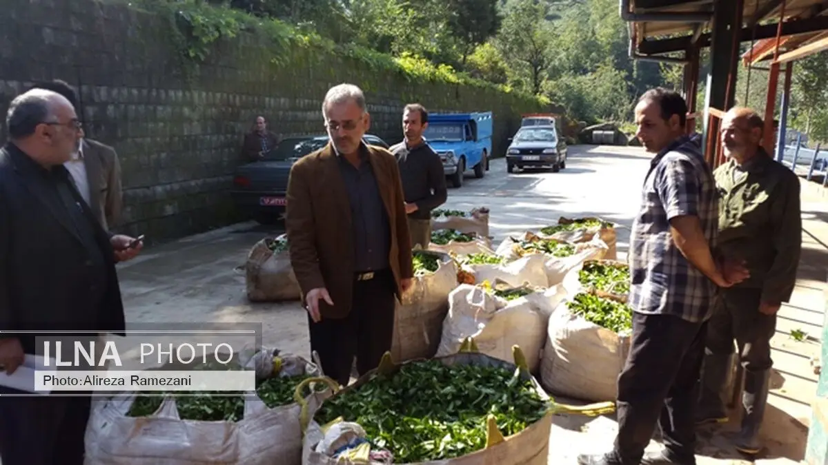 دولت از اجرای آبیاری تحت فشار در باغات چای حمایت می‌کند