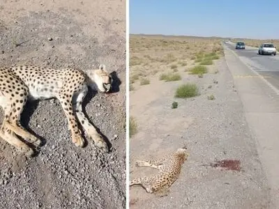 مرگ یوز ۲ ساله بر اثر تصادف در محور میامی - سبزوار/ تلف شدن ۱۳ یوز طی ۱۳ سال در جاده مرگ یوزها 