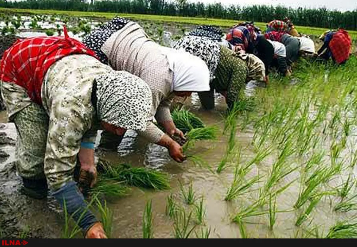 نوسازی اراضی کشاورزی در دولت احمدی نژاد متوقف و در دولت یازدهم جان گرفت/ با توسعه مکانیزاسیون مشقت برنجکاری کاهش یافت