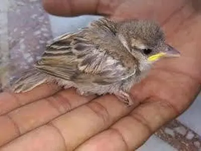 بازداشت مرد گنجشک آزار