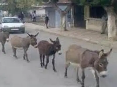 بازار داغ خرید الاغ بعد از تک‌نرخی‌ شدن‌ بنزین! + قیمت