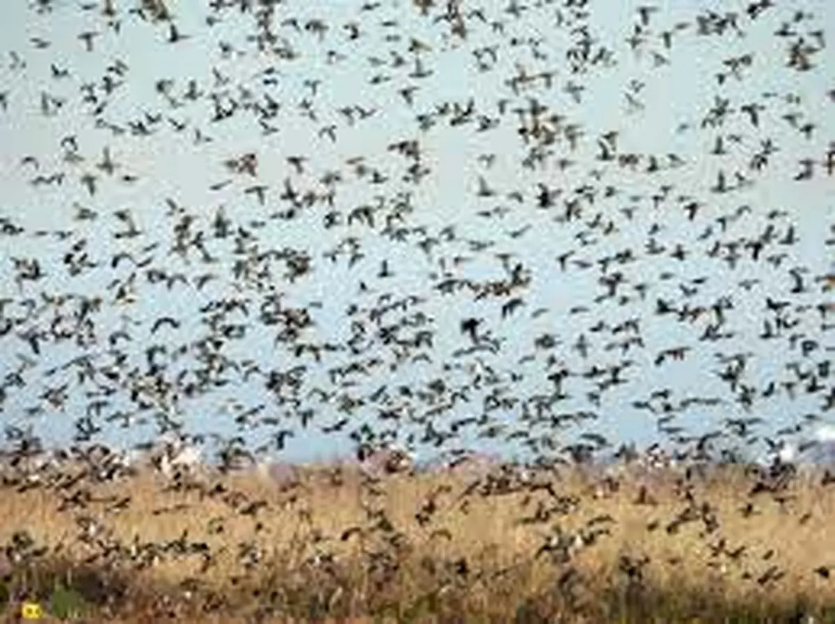 برخورد دسته عظیم پرندگان با زمین! + فیلم