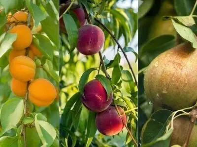 معرفی مناسب ترین ارقام نهال میوه در استان بیرجند