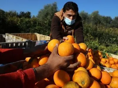 سهم واسطه ها از بازار مرکبات مازندران/ یک باغدار: سود محصولات ما فقط به جیب دلالان می رود 