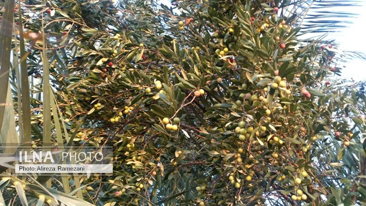 طرح توسعه زیتون گامی بسوی خودکفایی روغن