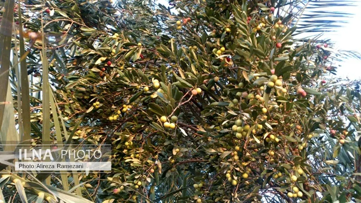 طرح توسعه زیتون گامی بسوی خودکفایی روغن