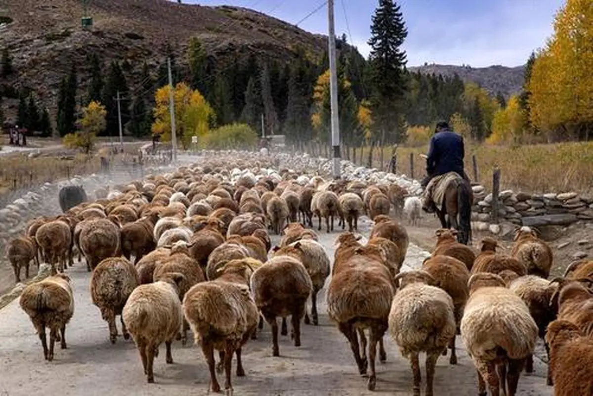 اجرای طرح اصلاح نژاد گوسفند سنگسری در روستاهای میامی