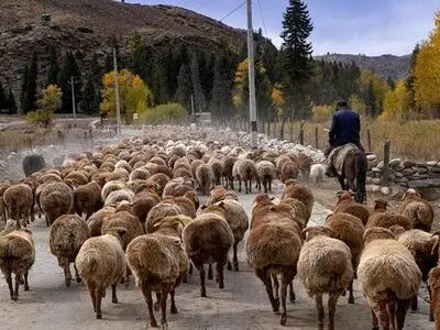 اجرای طرح اصلاح نژاد گوسفند سنگسری در روستاهای میامی