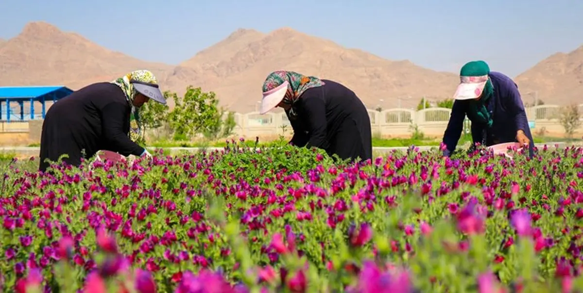 خراسان رضوی رتبه اول کشت گیاهان دارویی را در کشور دارد