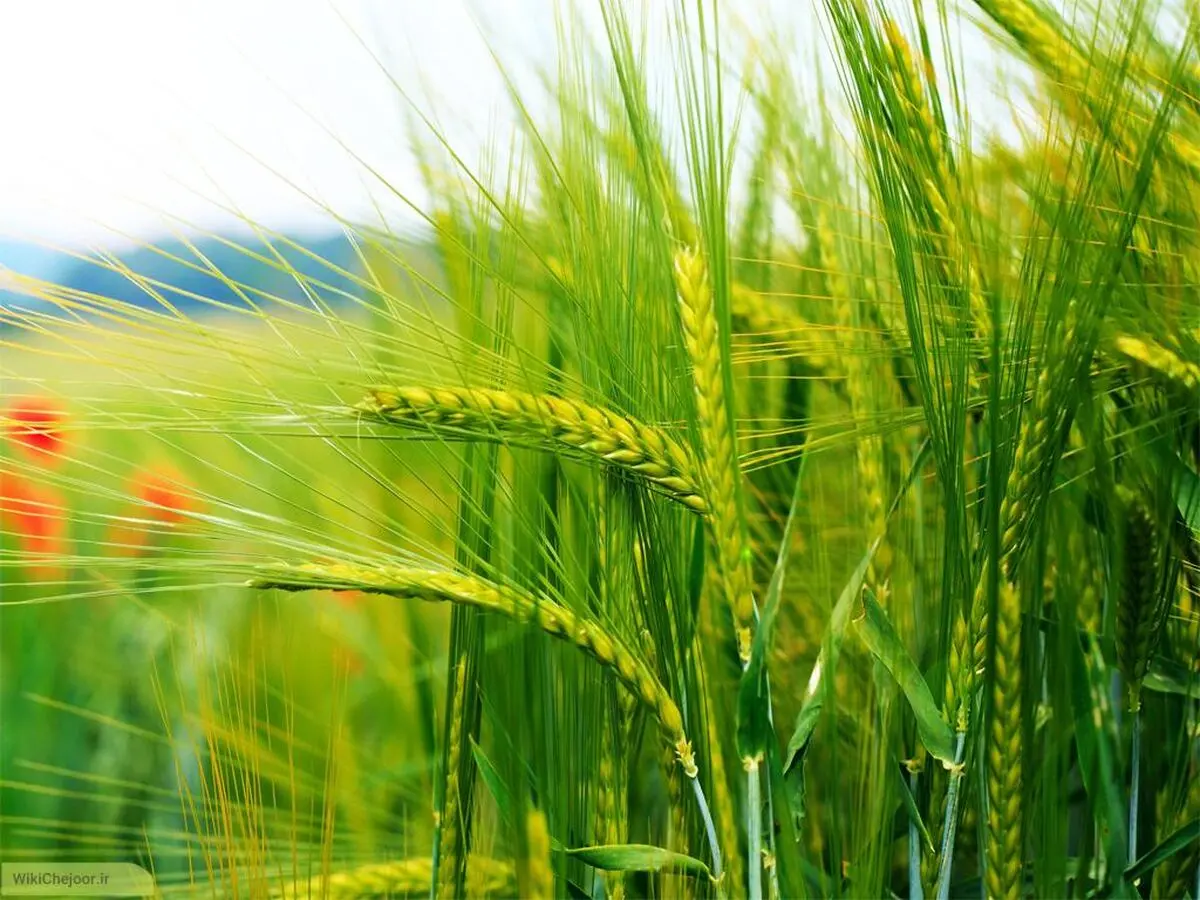 اجرای طرح یاوران تولید در ۱۶ حوزه زراعت سازمان جهاد کشاورزی خراسان رضوی