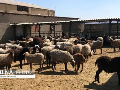 خشکسالی در کمین تولید گوشت قرمز ‌/ واردات دام افغانستانی به ایران