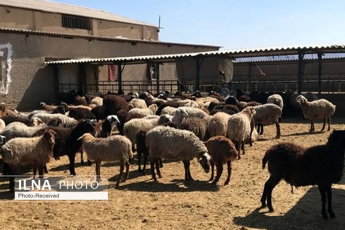 راه‌اندازی دامداری در مناطق مسکونی کاشان منشأ بیماری‌های واگیر 