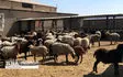 خشکسالی در کمین تولید گوشت قرمز ‌/ واردات دام افغانستانی به ایران