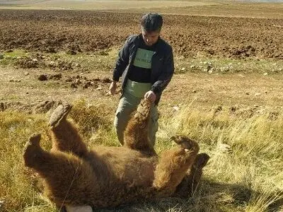 تلف شدن خرس قهوه‌ای بر اثر تصادف در شهرستان دالاهو