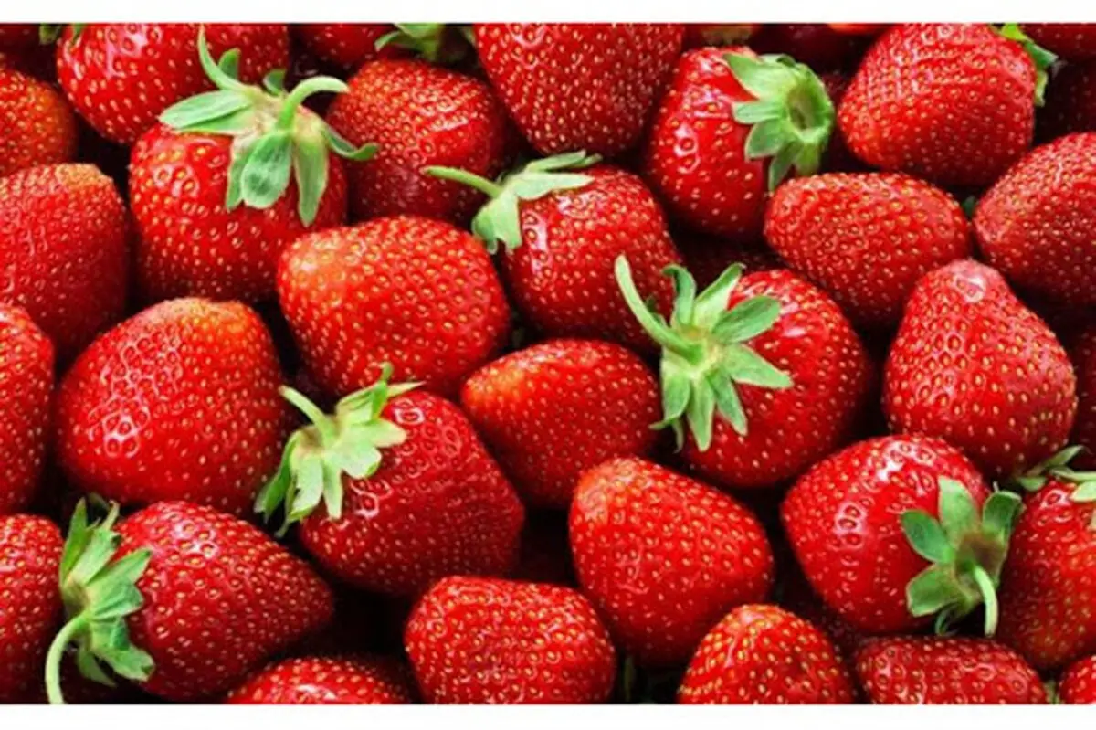 تولید سالانه بیش از ۲۰۰ تن توت فرنگی گلخانه ای در آذربایجان‌غربی