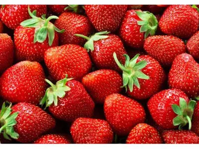 تولید سالانه بیش از ۲۰۰ تن توت فرنگی گلخانه ای در آذربایجان‌غربی