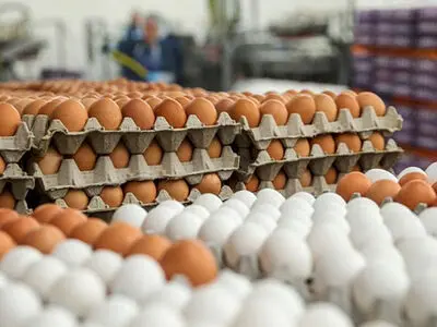 صادرات ۴۷۰تن تخم مرغ خوراکی از کاشان به کشورهای عراق و ترکیه