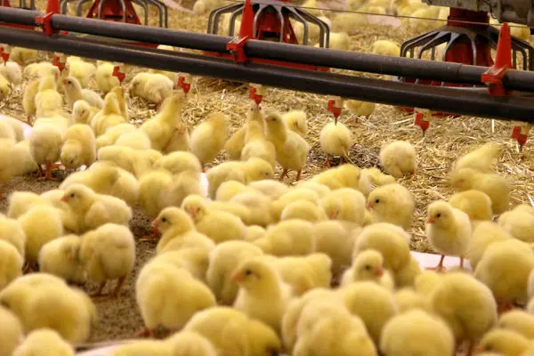 جوجه‌ریزی مناسب برای تولید گوشت مرغ در اردیبهشت ماه/ صادرات جوجه یکروزه در دستور کار