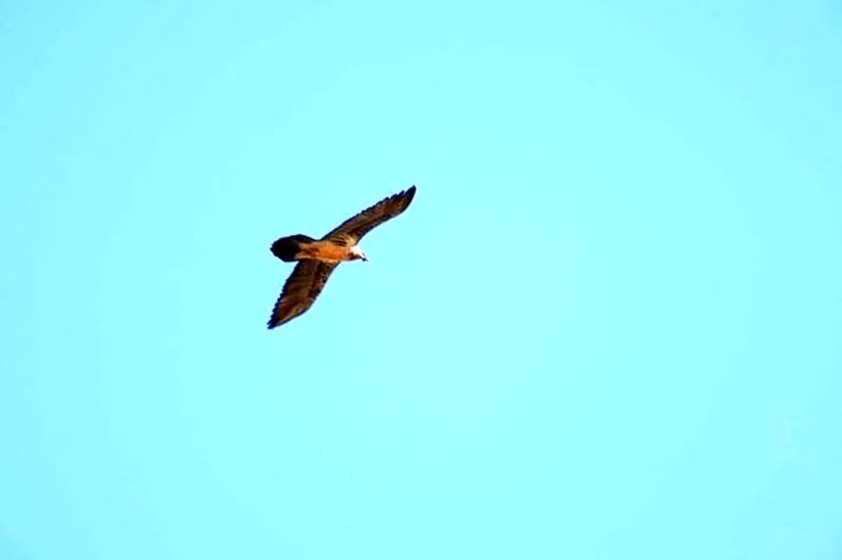 پرواز ۲ بهله همای نابالغ در پارک ملی صیدوا + فیلم