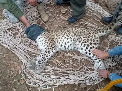 نجات یک پلنگ در کوهچنار توسط تیم امداد و نجات حیات‌وحش  