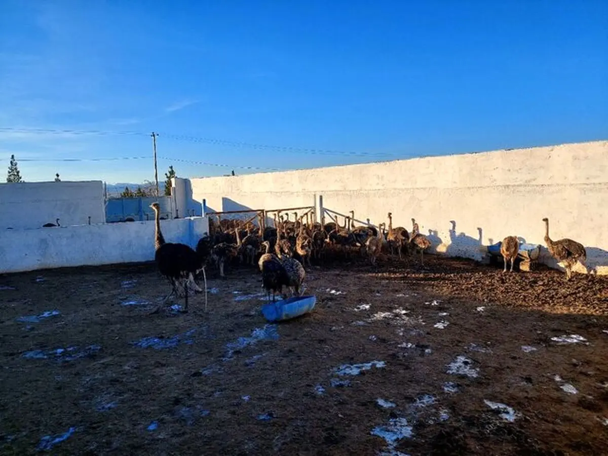 پرداخت حقوق و دستمزد ۵۰ زندانی رای باز مشغول در مزرعه بر اساس قانون کار 