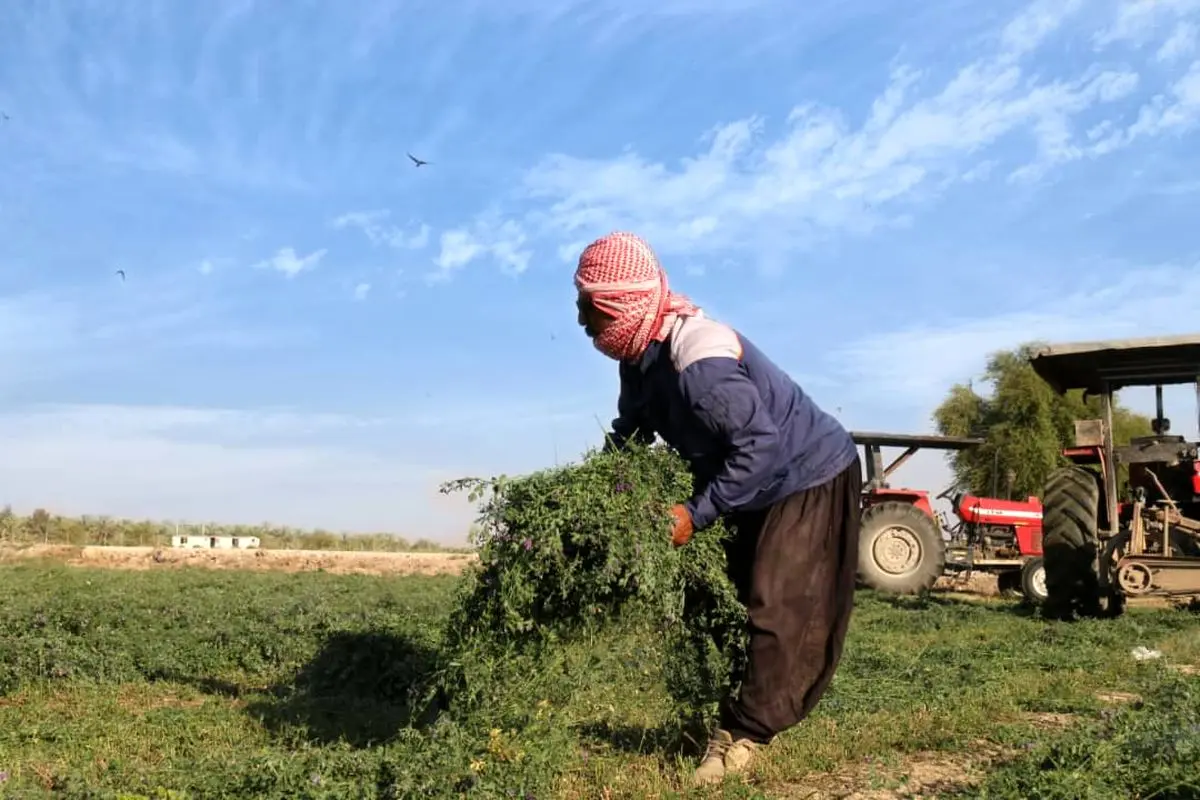 ۱۸ هزار تن یونجه از روسیه ثبت سفارش شد/ زیرساخت‌های قدیمی میزان بهره‌وری را کاهش داد/ بسیاری از مزارع یونجه تغییر کشت دادند