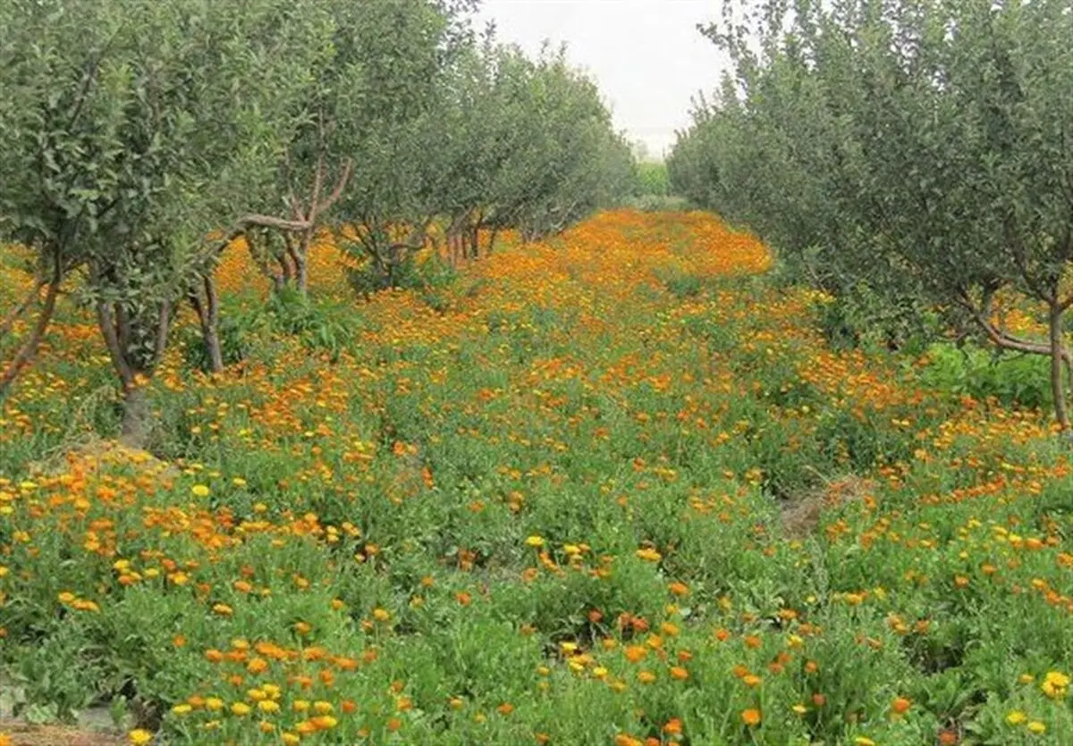کشت و توسعه گیاهان دارویی در گلستان؛ فرصت طلایی برای کشاورزی پایدار
