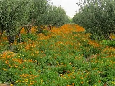 کشت و توسعه گیاهان دارویی در گلستان؛ فرصت طلایی برای کشاورزی پایدار