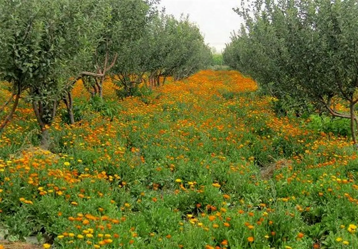 کشت و توسعه گیاهان دارویی در گلستان؛ فرصت طلایی برای کشاورزی پایدار