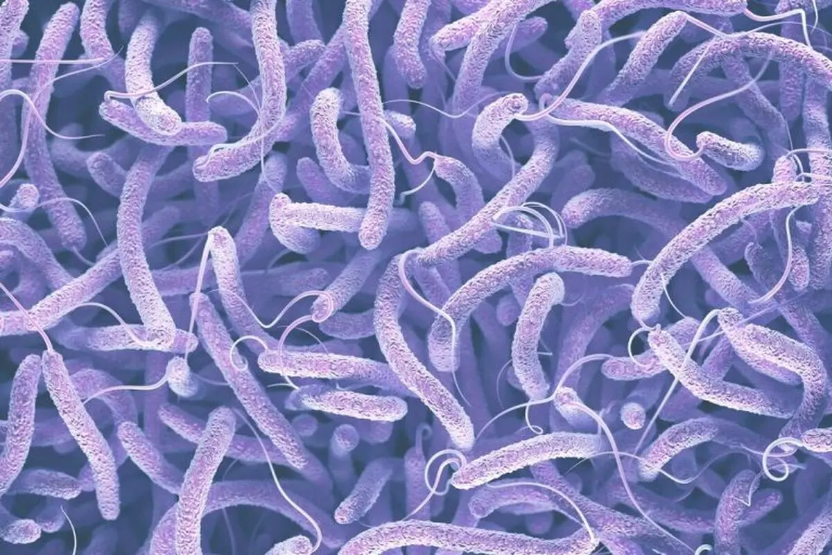 زمان شیوع بیماری وبا از خرداد تا آبان ماه است