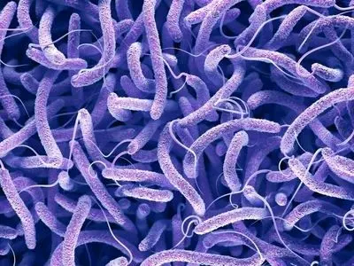 زمان شیوع بیماری وبا از خرداد تا آبان ماه است