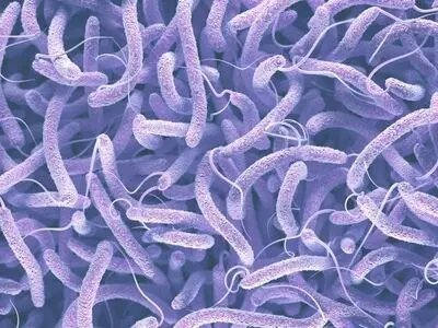 زمان شیوع بیماری وبا از خرداد تا آبان ماه است