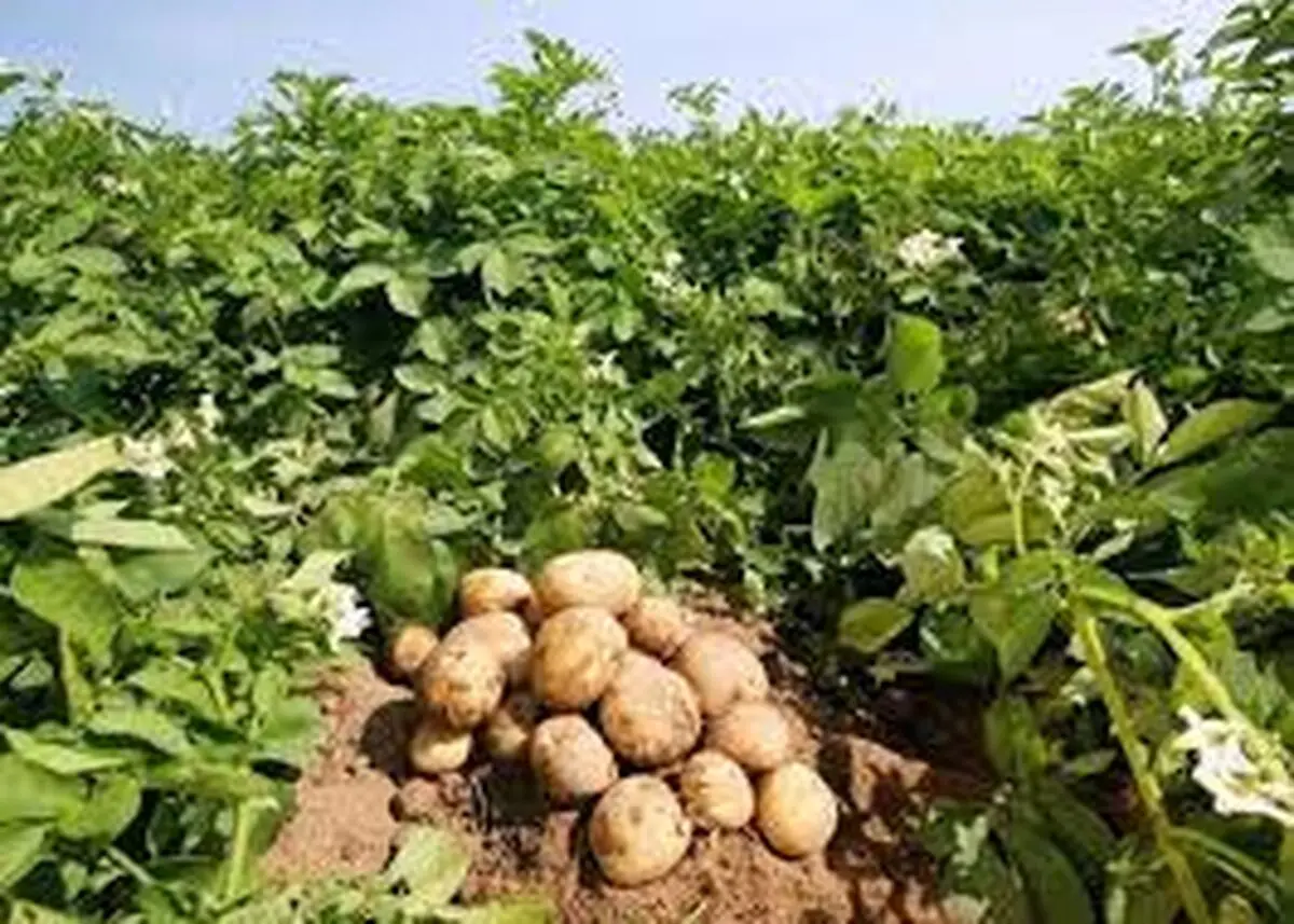 اجرای آبیاری نوین در بیش از ۸۰ درصد مزارع سیب‌زمینی آذربایجان‌غربی 
