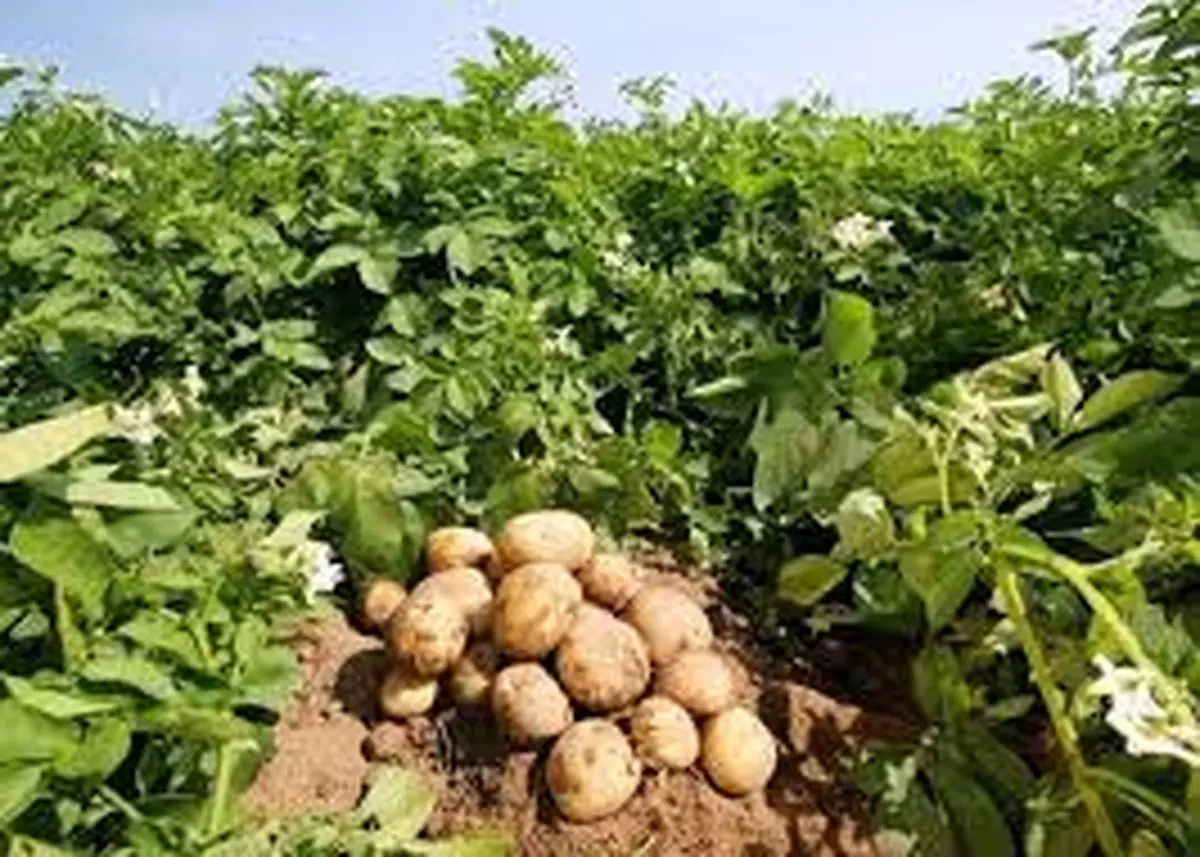 اجرای آبیاری نوین در بیش از ۸۰ درصد مزارع سیب‌زمینی آذربایجان‌غربی 
