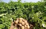اجرای آبیاری نوین در بیش از ۸۰ درصد مزارع سیب‌زمینی آذربایجان‌غربی 