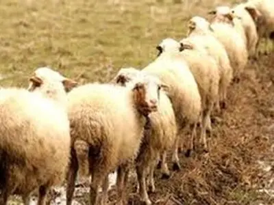 افزایش قیمت گوسفند زنده تکذیب شد