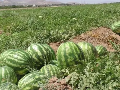 روزانه ۴۰ نفر در اراضی شهرستان پلدشت برای برداشت هندوانه فعالیت دارند/ برداشت بیش از ۱۷ هزار تُن هندوانه در پلدشت