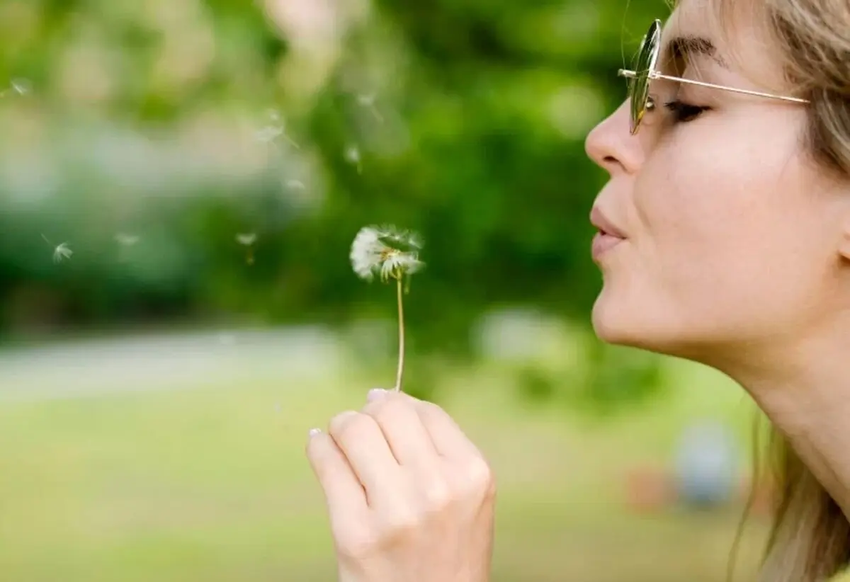 گل قاصدک برای چی خوبه؟ 
