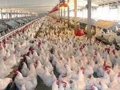 جایگاه سوم گیلان در تولید مرغ