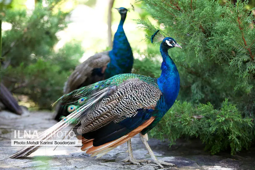 باغ پرندگان اصفهان 