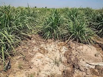 کاهش شدید سطح آب مزارع نیشکر هفت‌تپه/ بحران در تولید نیشکر جدی است