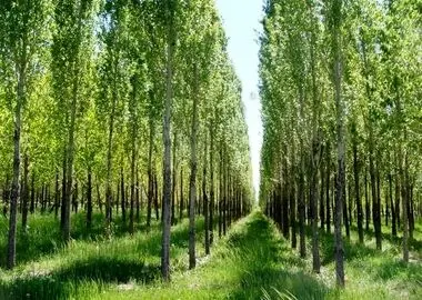 مشکلات توسعه زراعت چوب در گلستان برطرف شود
