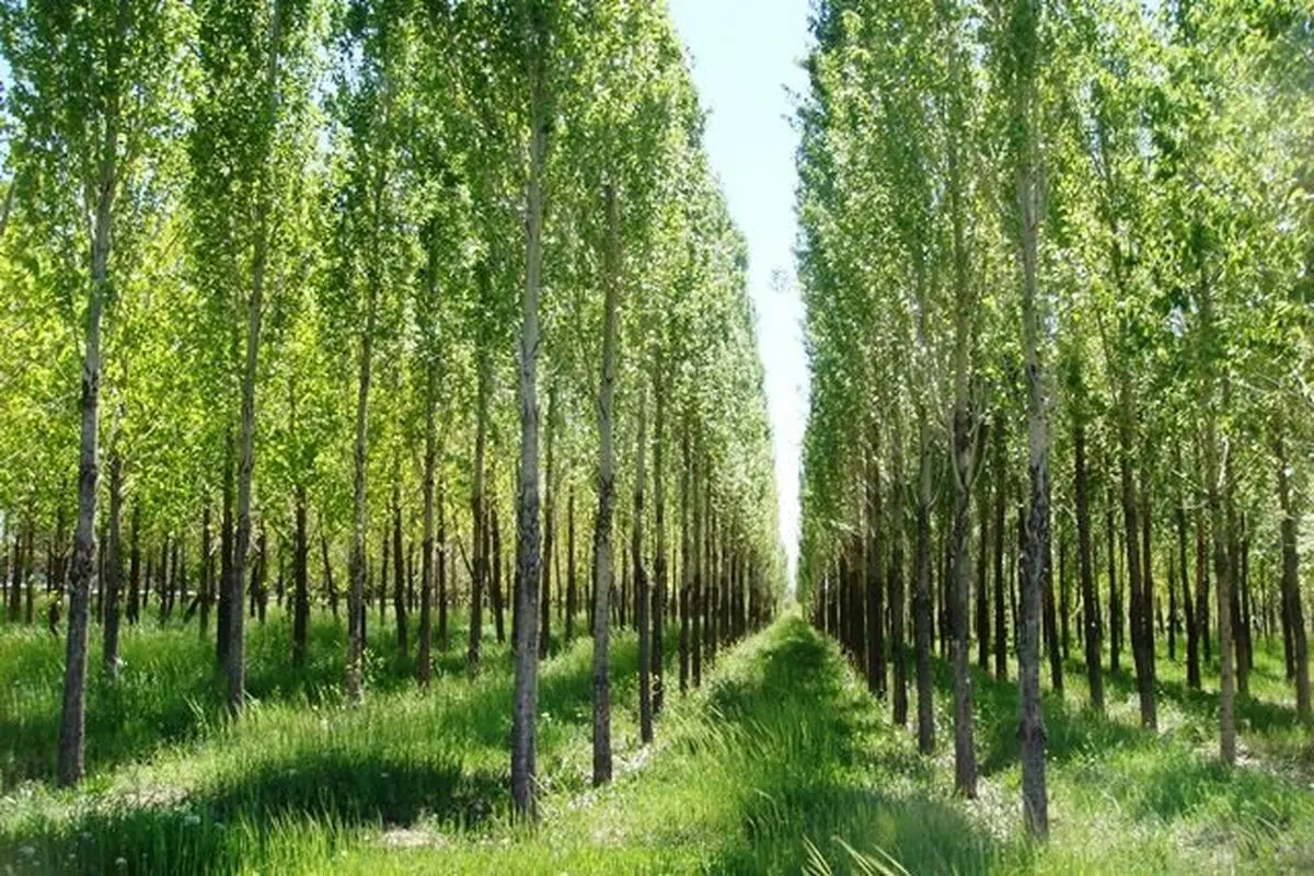 مشکلات توسعه زراعت چوب در گلستان برطرف شود