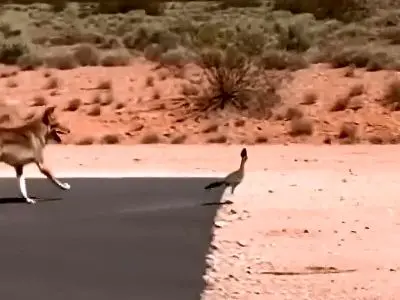 کارتون محبوب «میگ‌میگ» الهام‌ گرفته از این ماجرا بوده است + فیلم