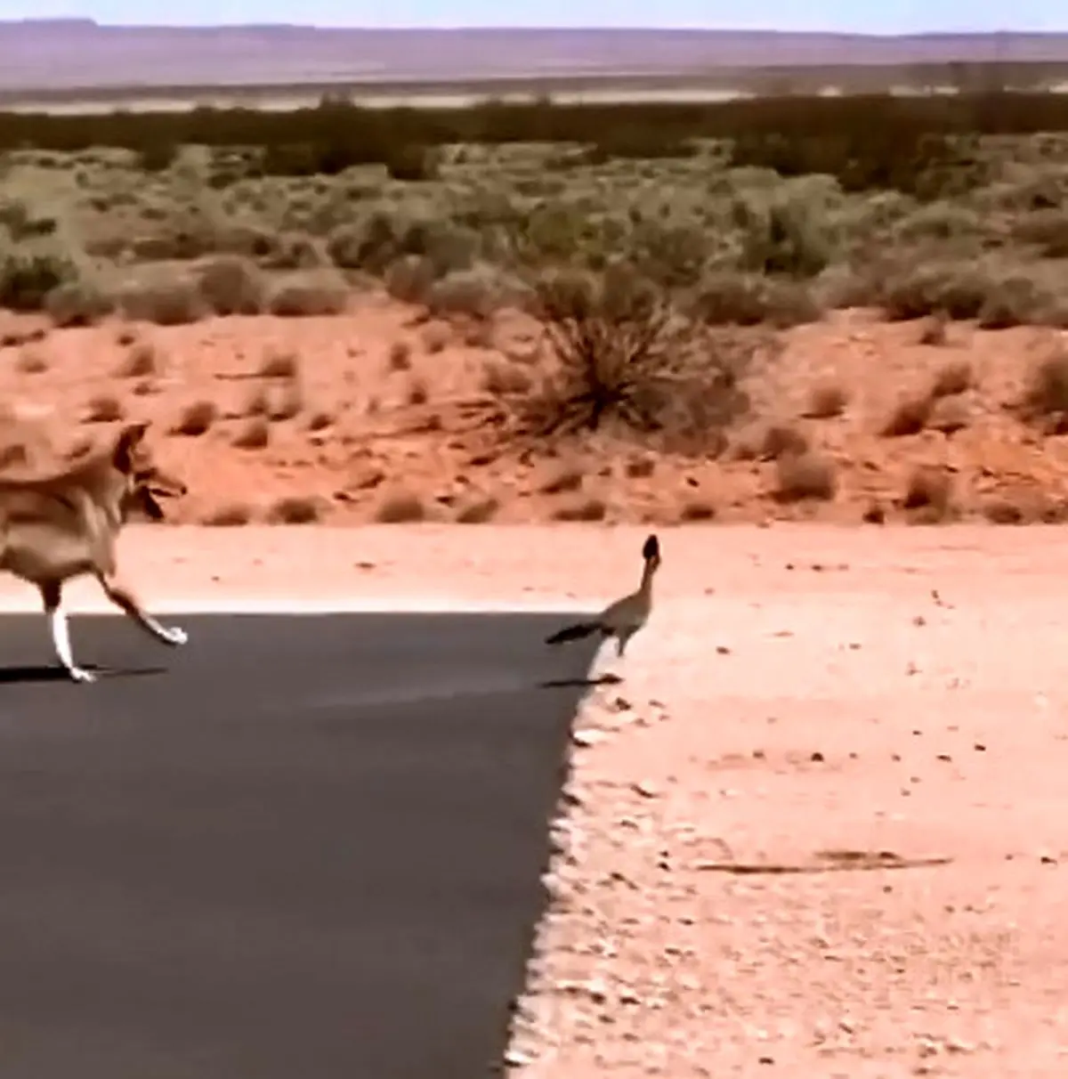 کارتون محبوب «میگ‌میگ» الهام‌ گرفته از این ماجرا بوده است + فیلم